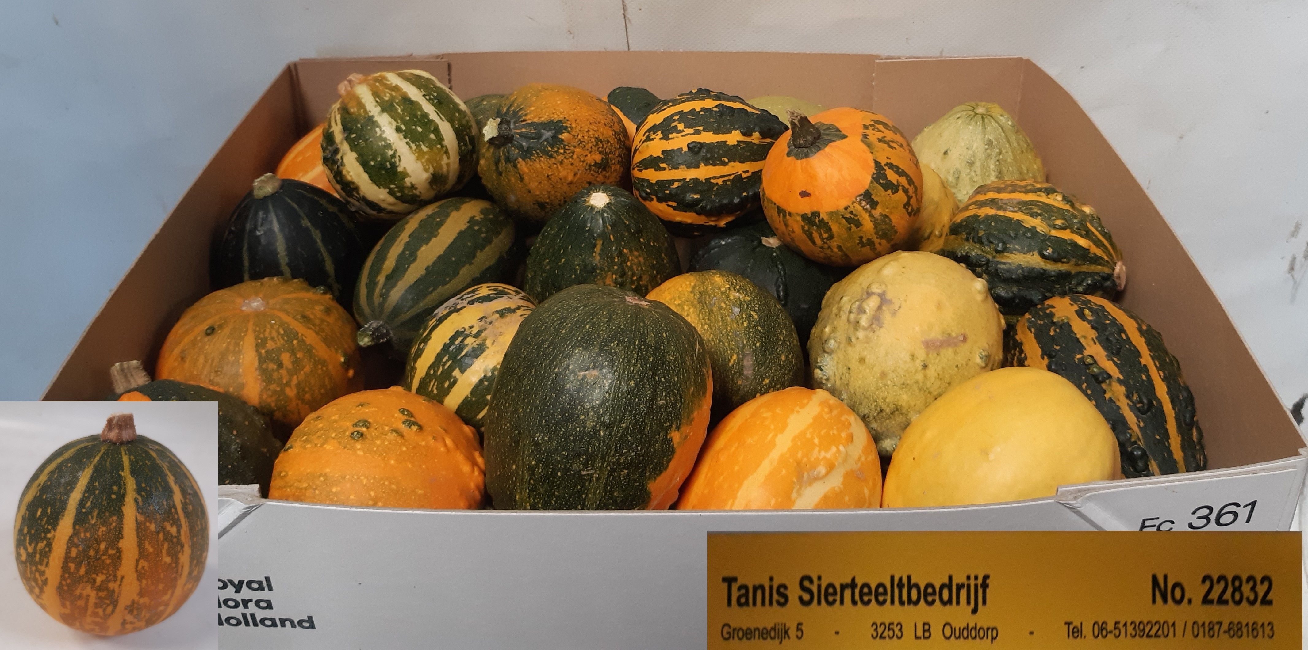 Cucurbita pepo mix