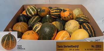 Cucurbita pepo mix