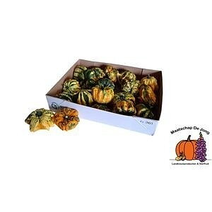 Cucurbita pepo mix