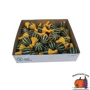 Cucurbita pepo 'Pear Bicolor'
