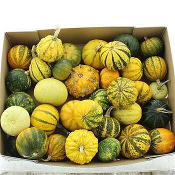 Cucurbita pepo Maya Mix 