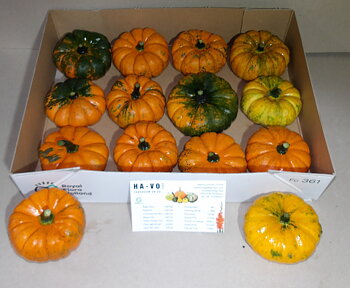 Cucurbita pepo 'Jack be Little'