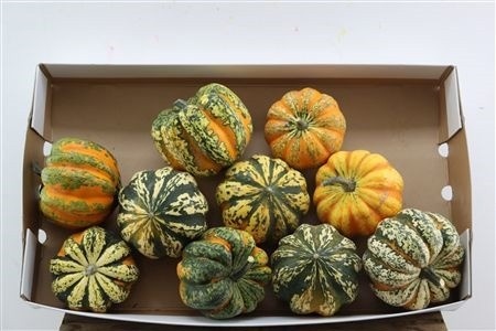 Ornamental fruits a piece Cucurbita