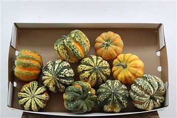 Ornamental fruits a piece Cucurbita