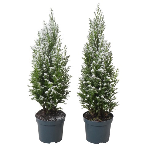 Chamaecyparis laws. 'Ellwoodii'