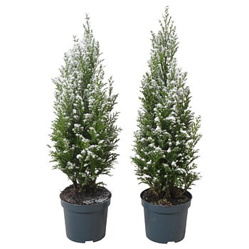 Chamaecyparis laws. 'Ellwoodii'