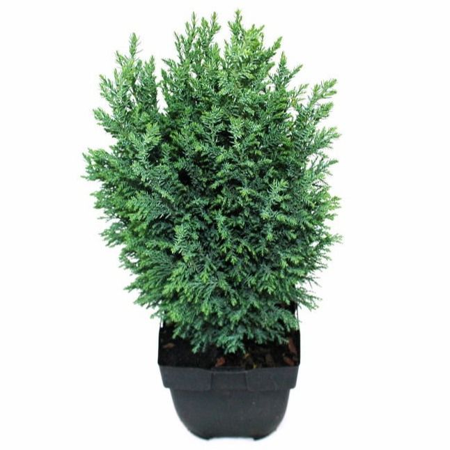 Chamaecyparis laws. 'Ellwoodii'