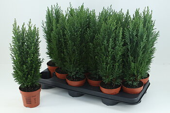 Chamaecyparis laws. 'Ellwoodii'