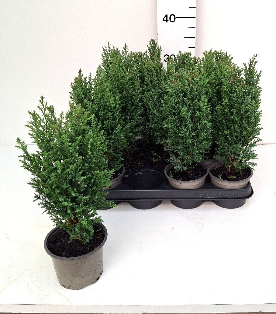 Chamaecyparis laws. 'Ellwoodii'