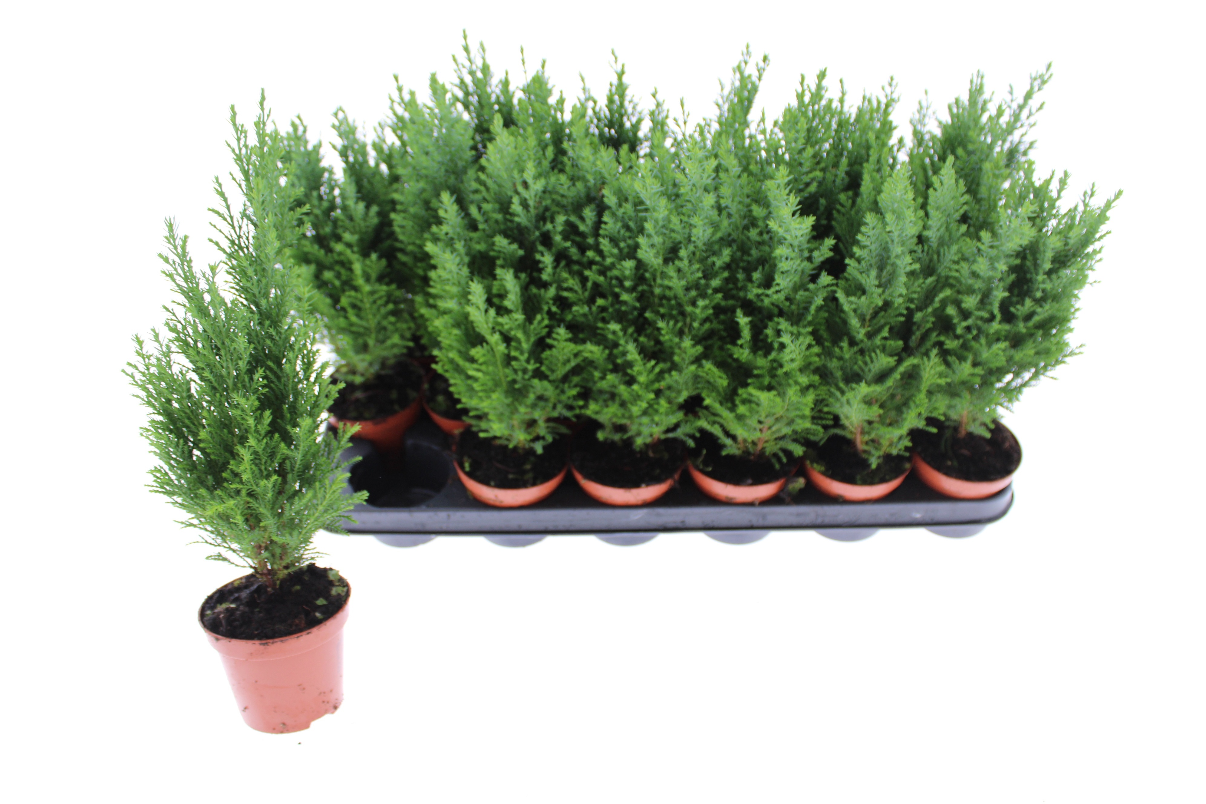 Chamaecyparis laws. 'Ellwoodii' 