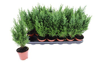 Chamaecyparis laws. 'Ellwoodii' 