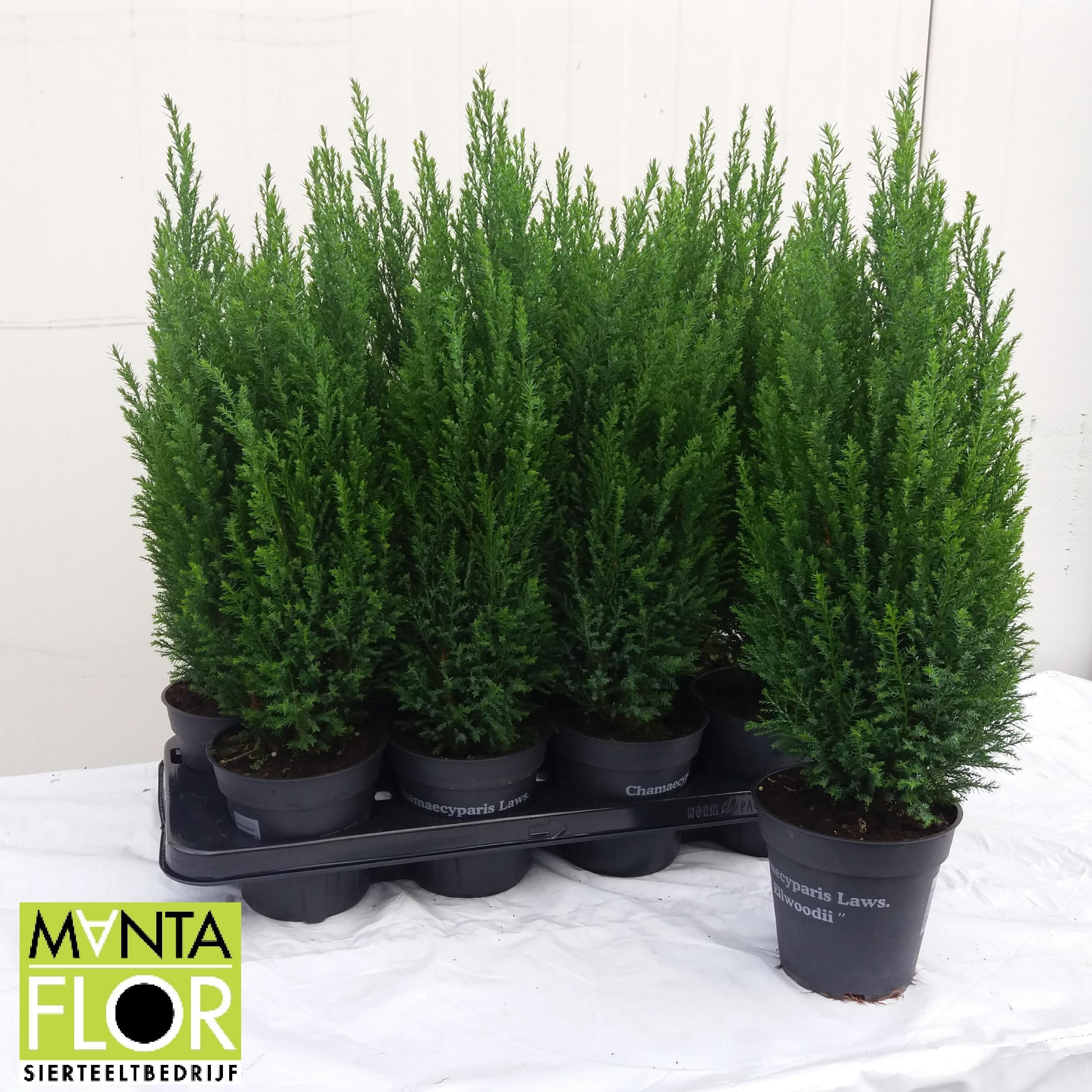 Chamaecyparis laws. 'Ellwoodii'