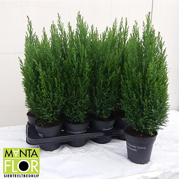Chamaecyparis laws. 'Ellwoodii'