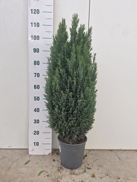 Chamaecyparis laws. 'Ellwoodii'