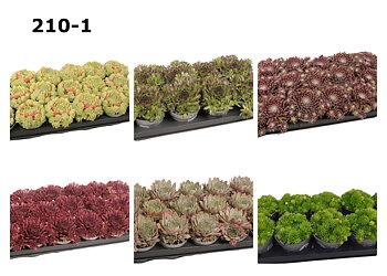 Sempervivum Op soort