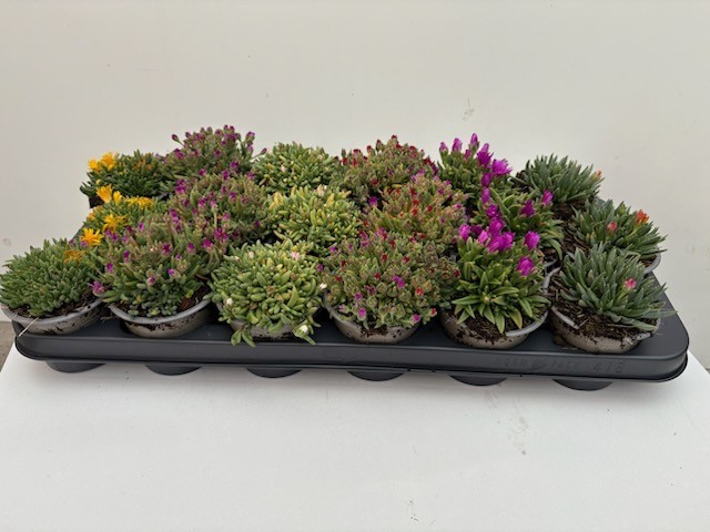 Delosperma cooperi Mix tray