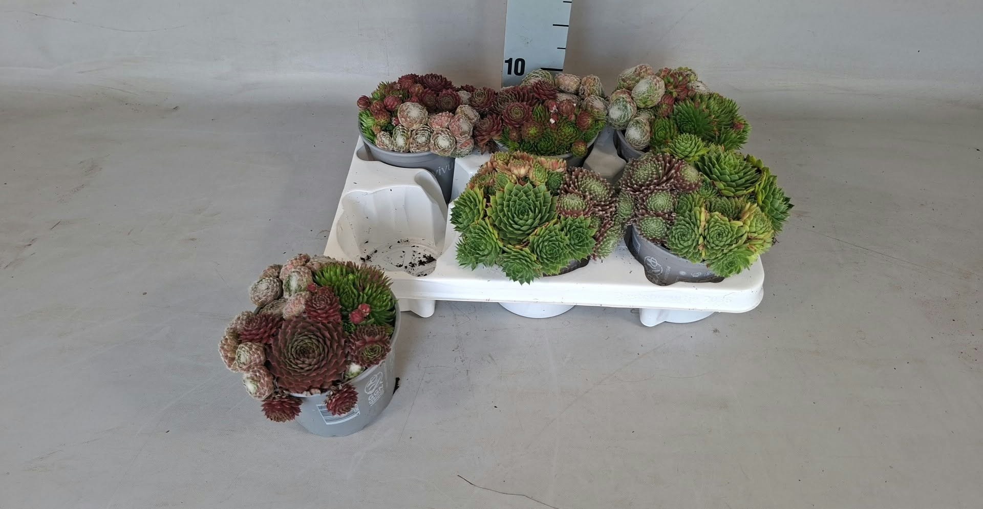 Sempervivum SEMP OV