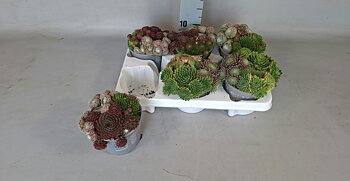 Sempervivum SEMP OV