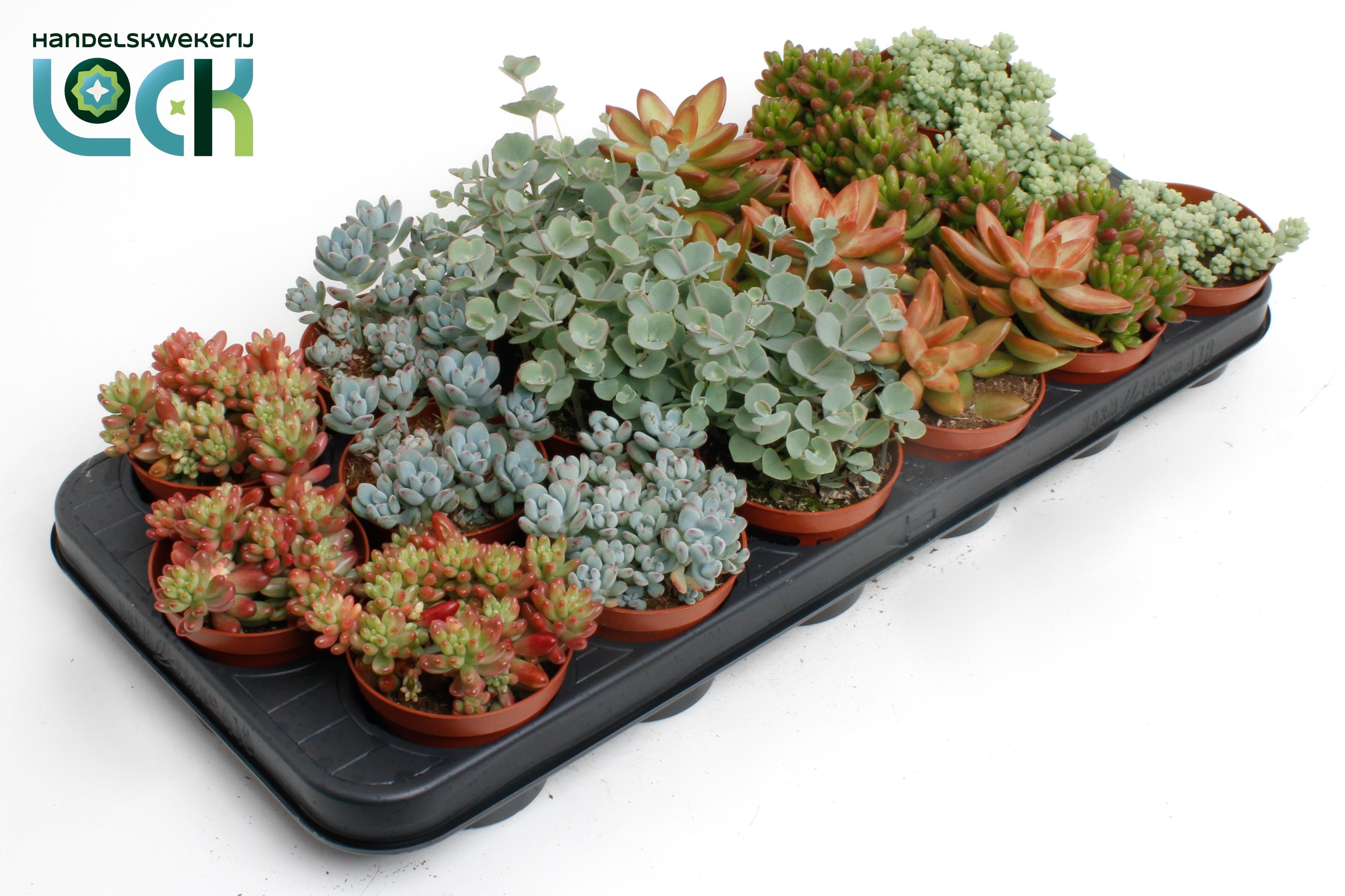 Sedum SEDUM OV