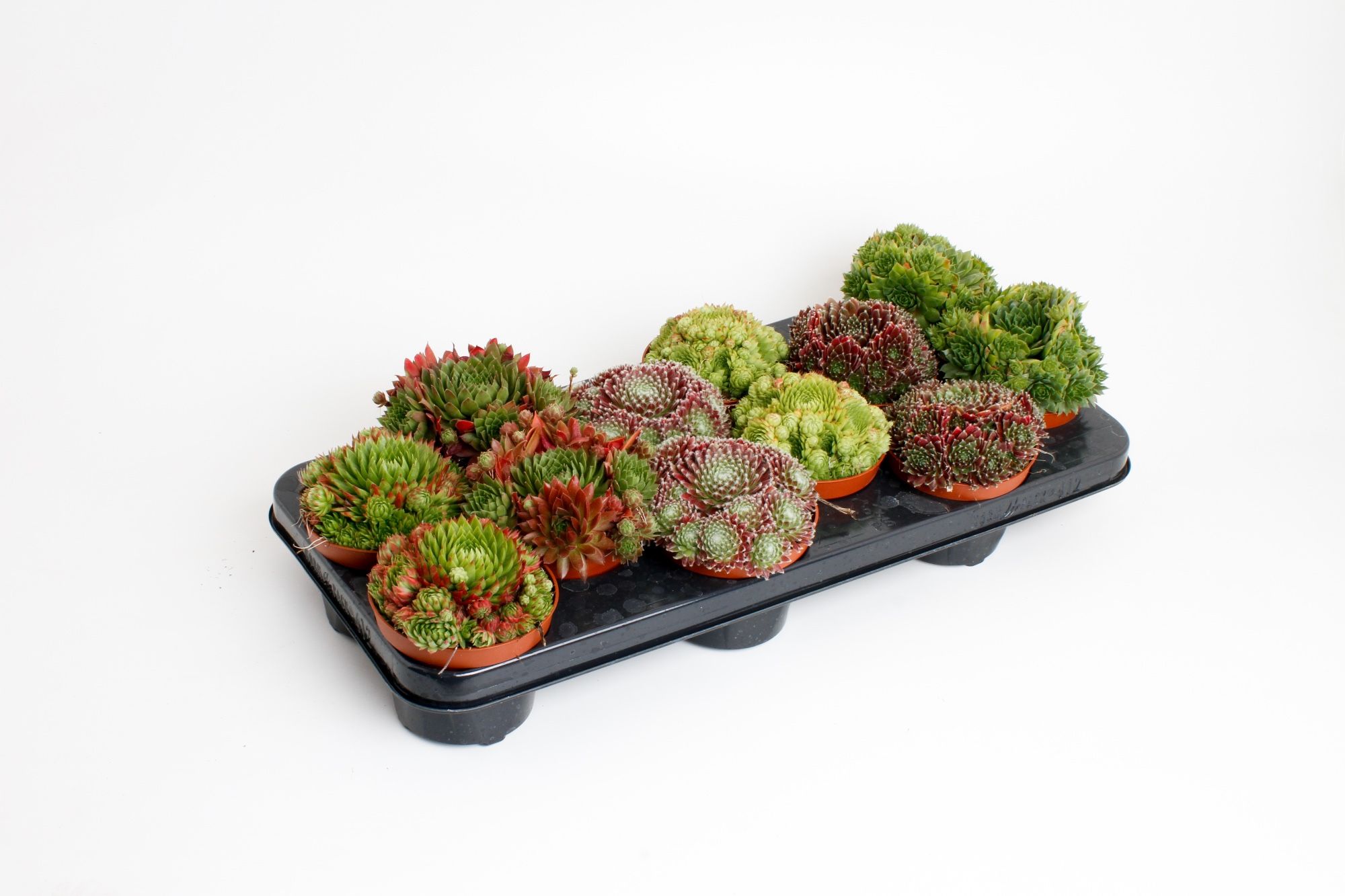 Sempervivum mix