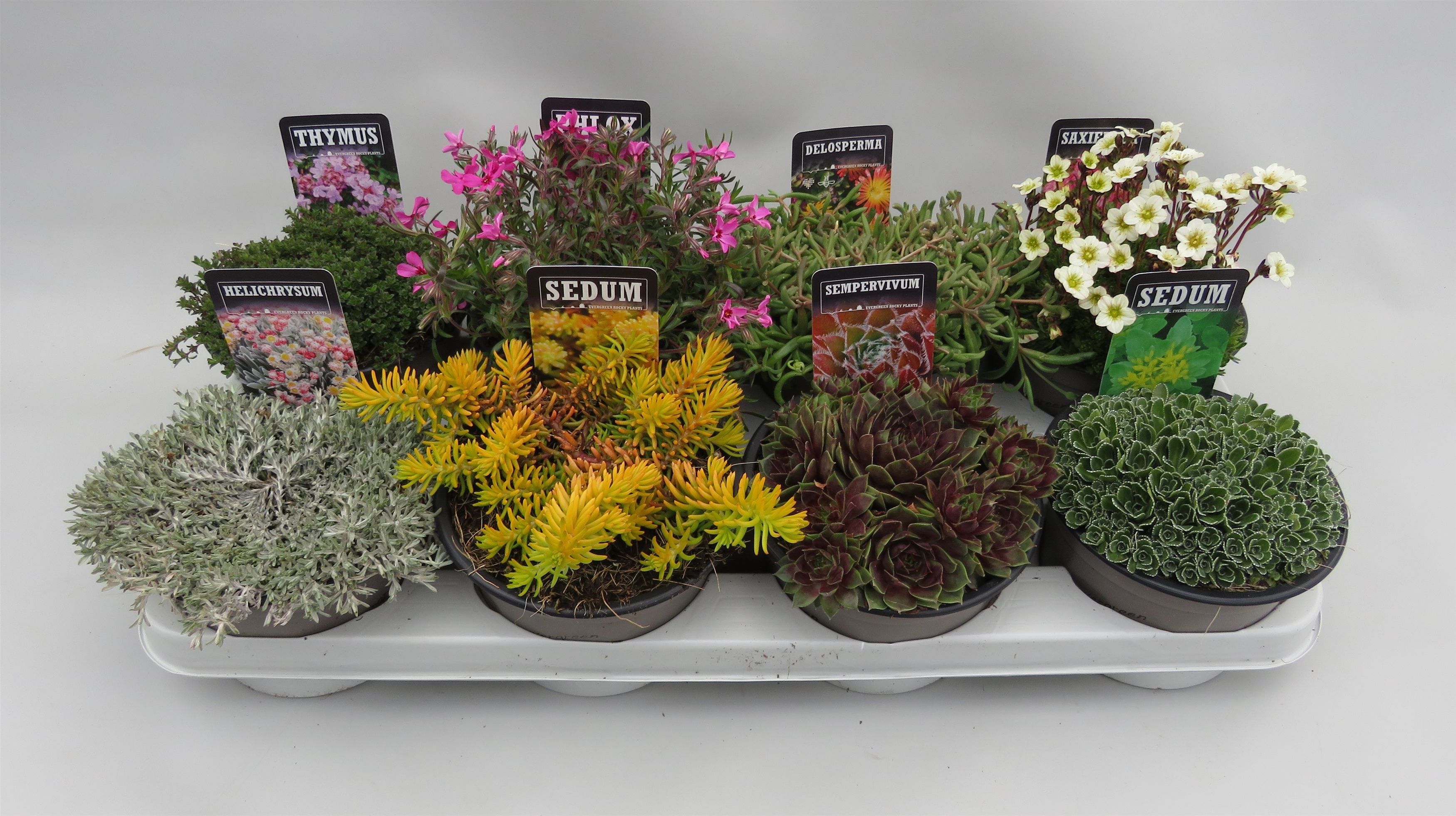 Rockery plants mix