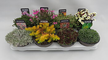 Rockery plants mix