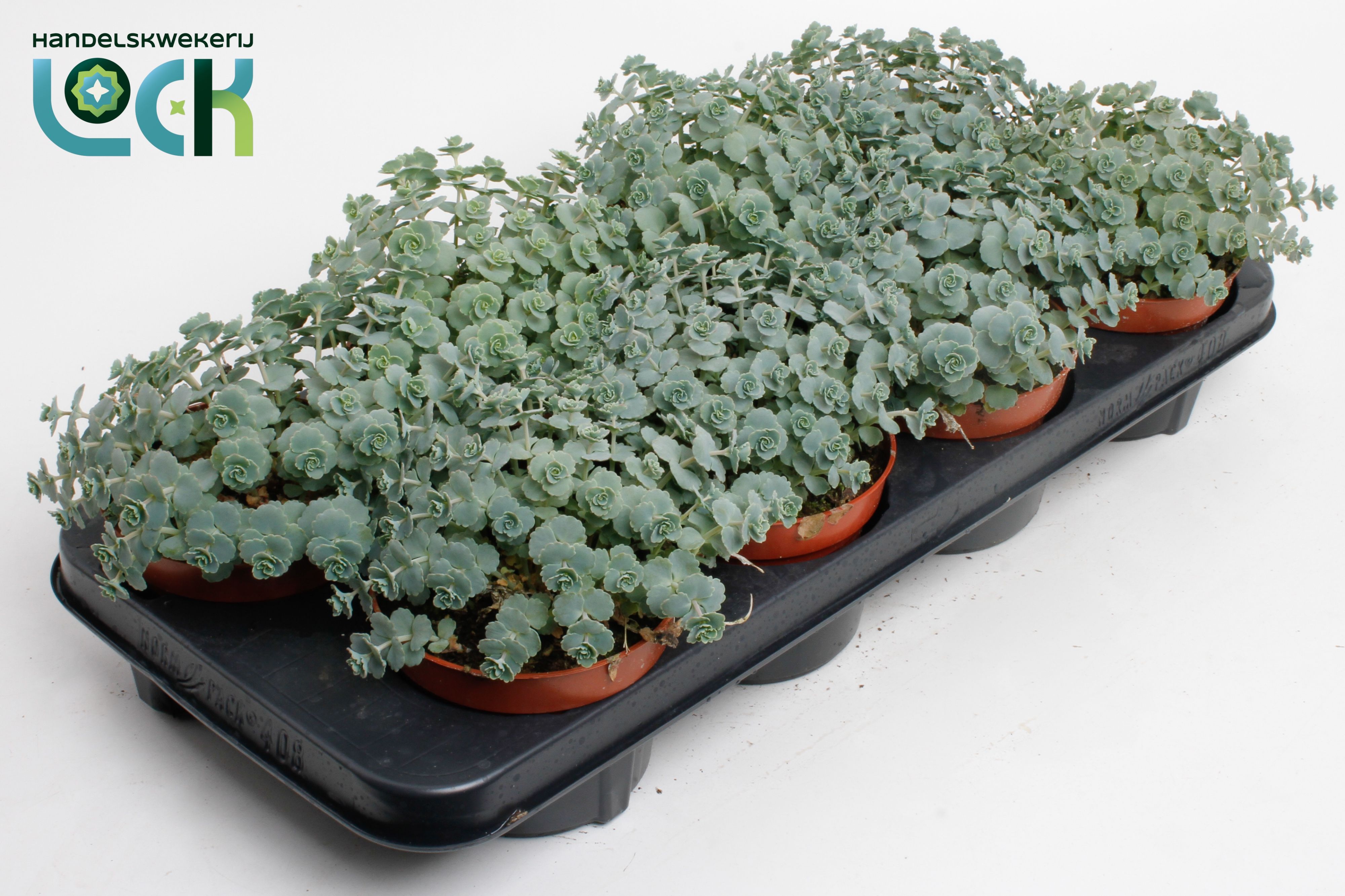 Sedum sieboldii