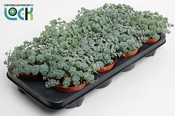 Sedum sieboldii