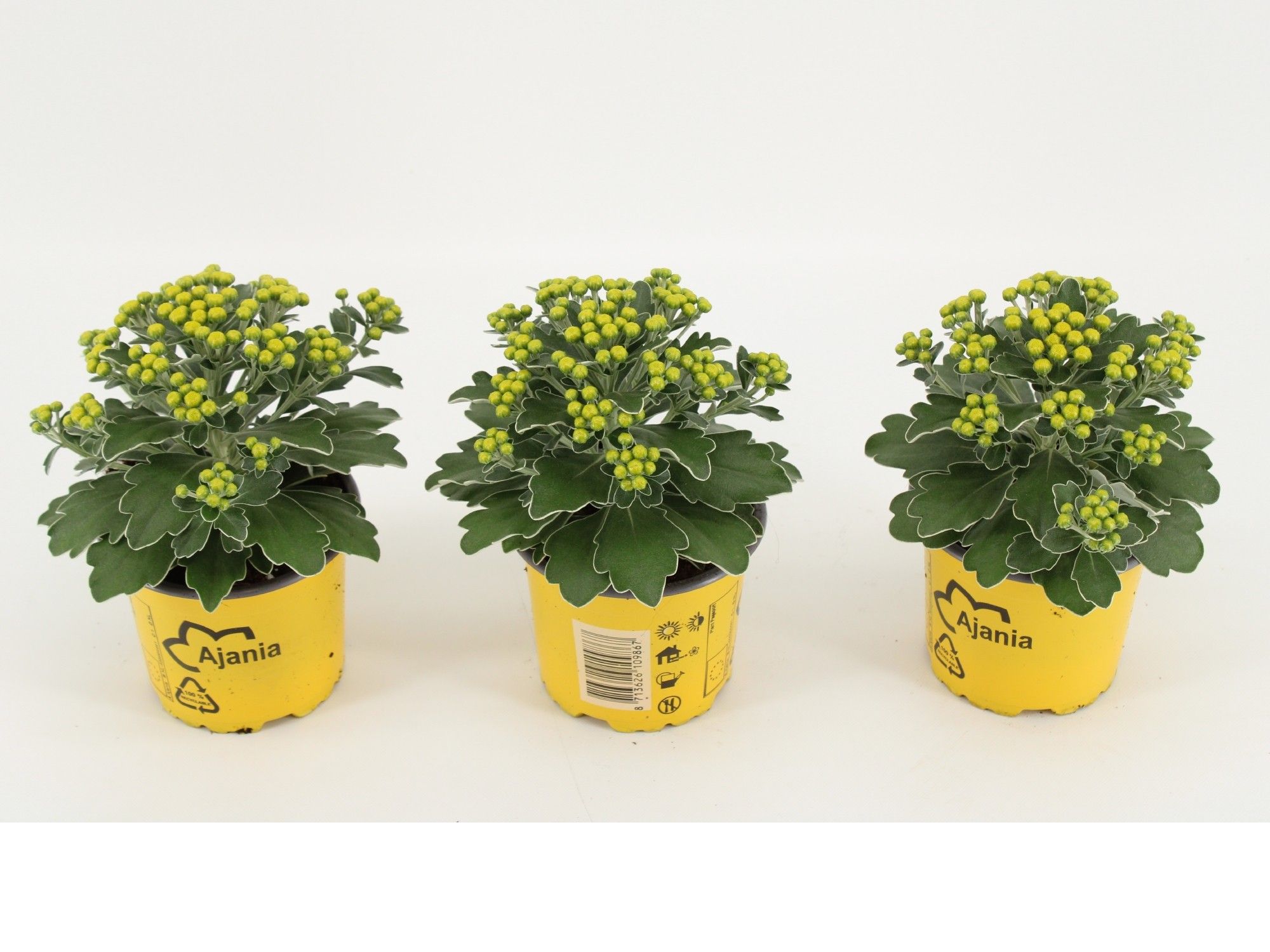 Ajania pacifica 'Silver and Gold' 