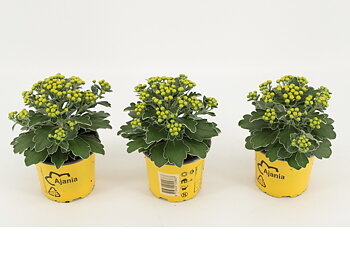 Ajania pacifica 'Silver and Gold' 
