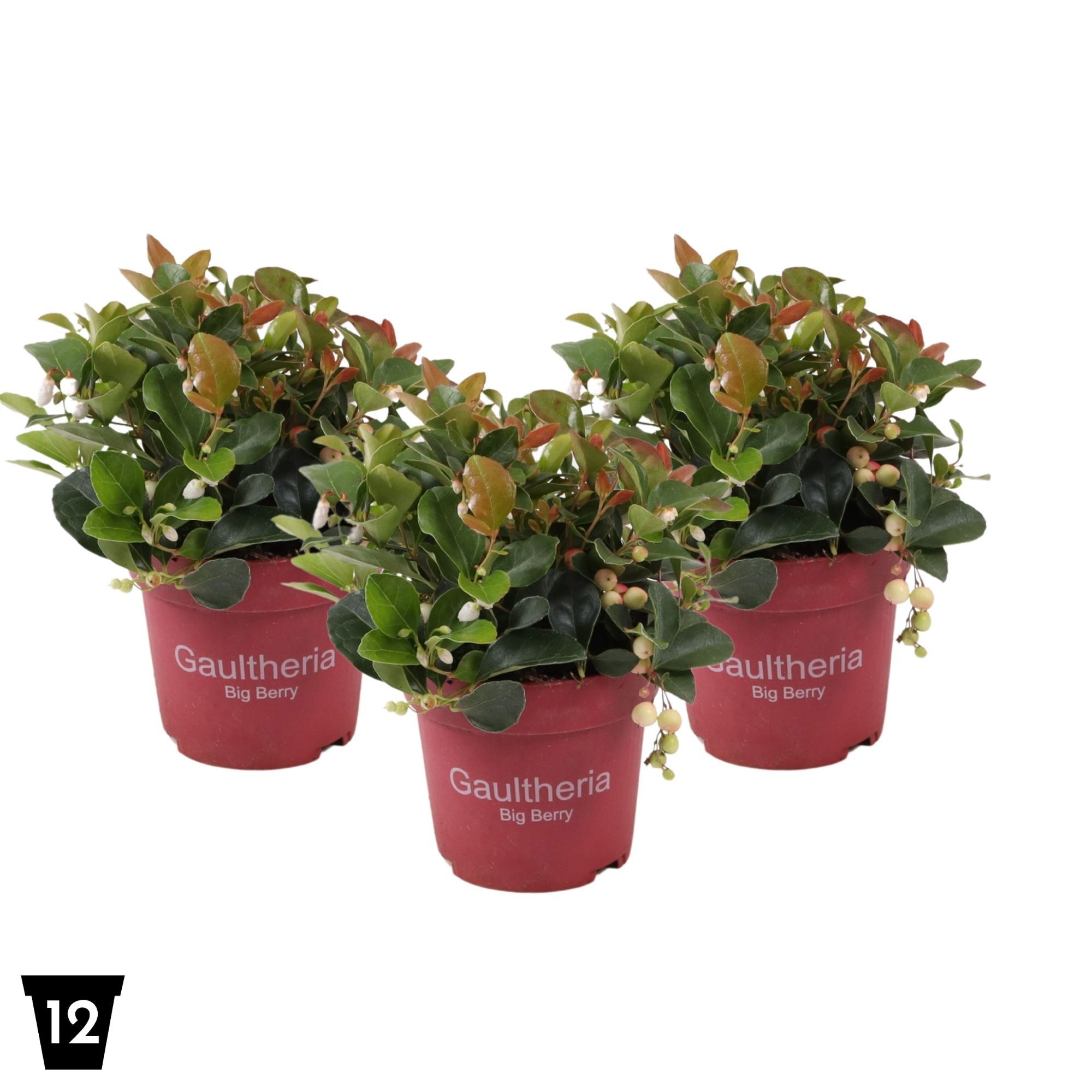 Gaultheria proc. Big Berry