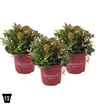 Gaultheria proc. Big Berry