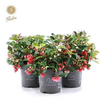 Gaultheria proc. Big Berry