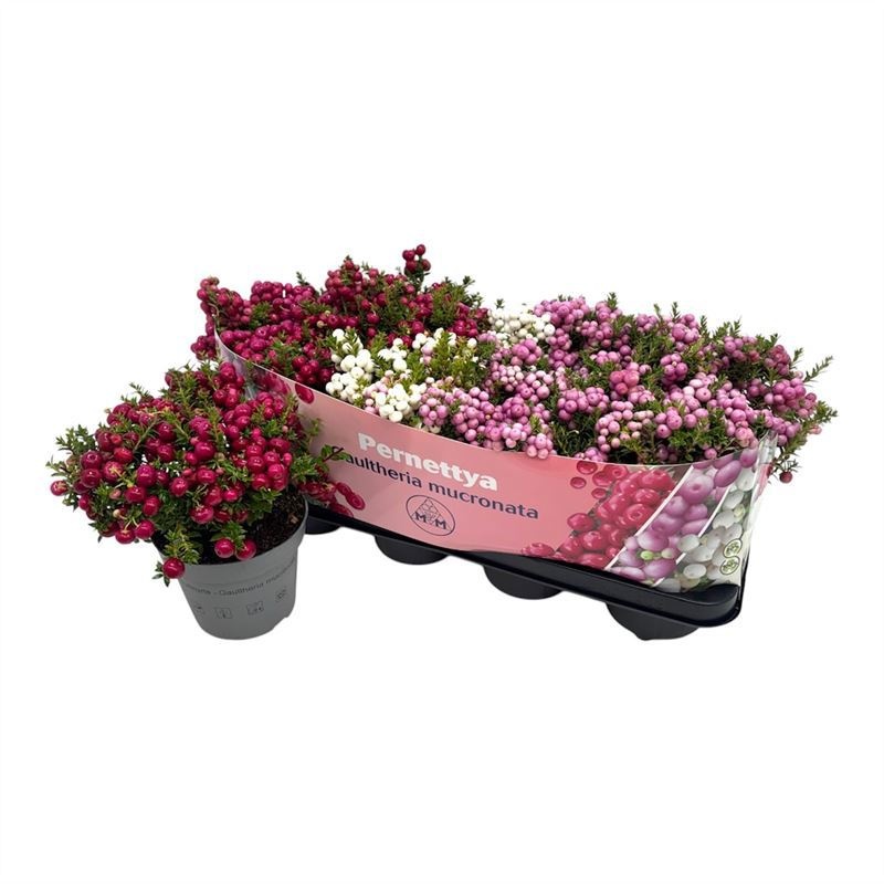 Gaultheria mucronata Mix tray
