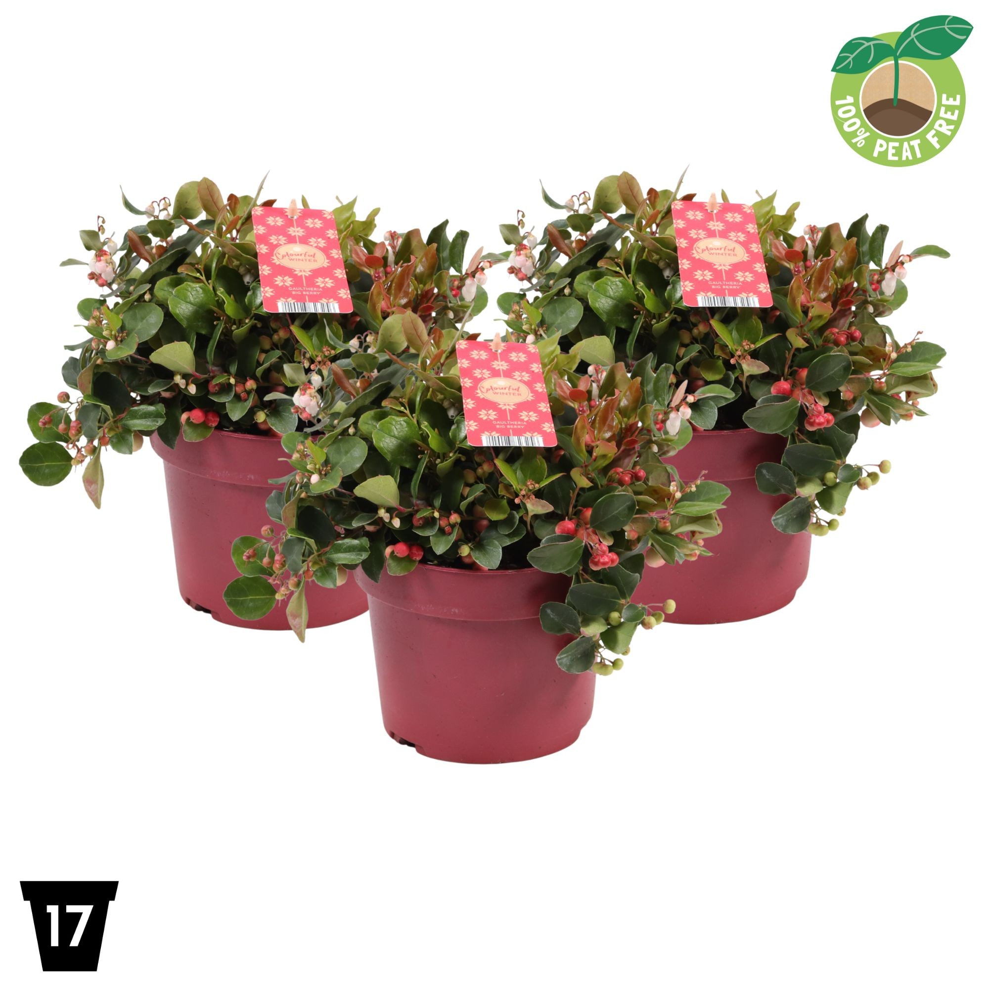 Gaultheria proc. Big Berry