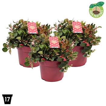 Gaultheria proc. Big Berry