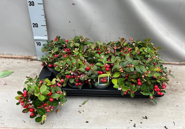 Gaultheria proc. 'Red Diamond' 