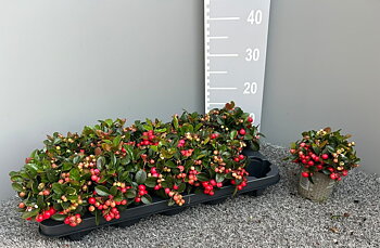 Gaultheria proc. Big Berry