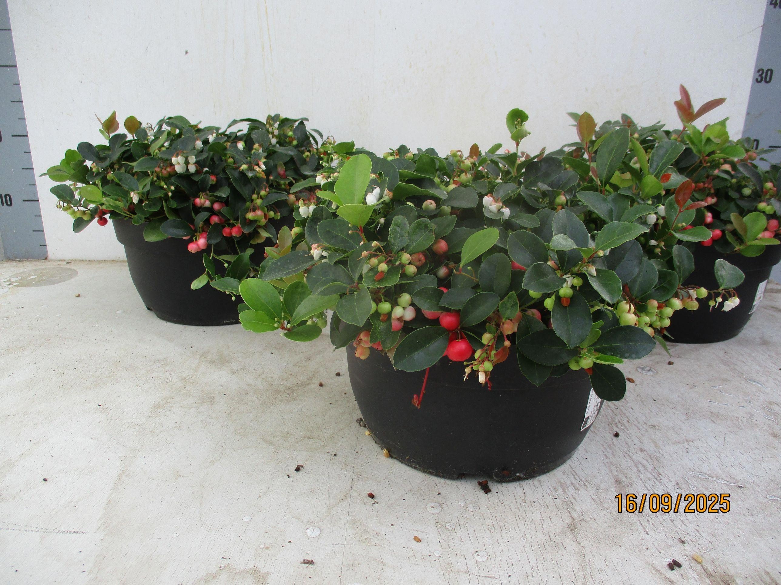 Gaultheria proc. Big Berry 