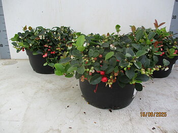 Gaultheria proc. Big Berry 
