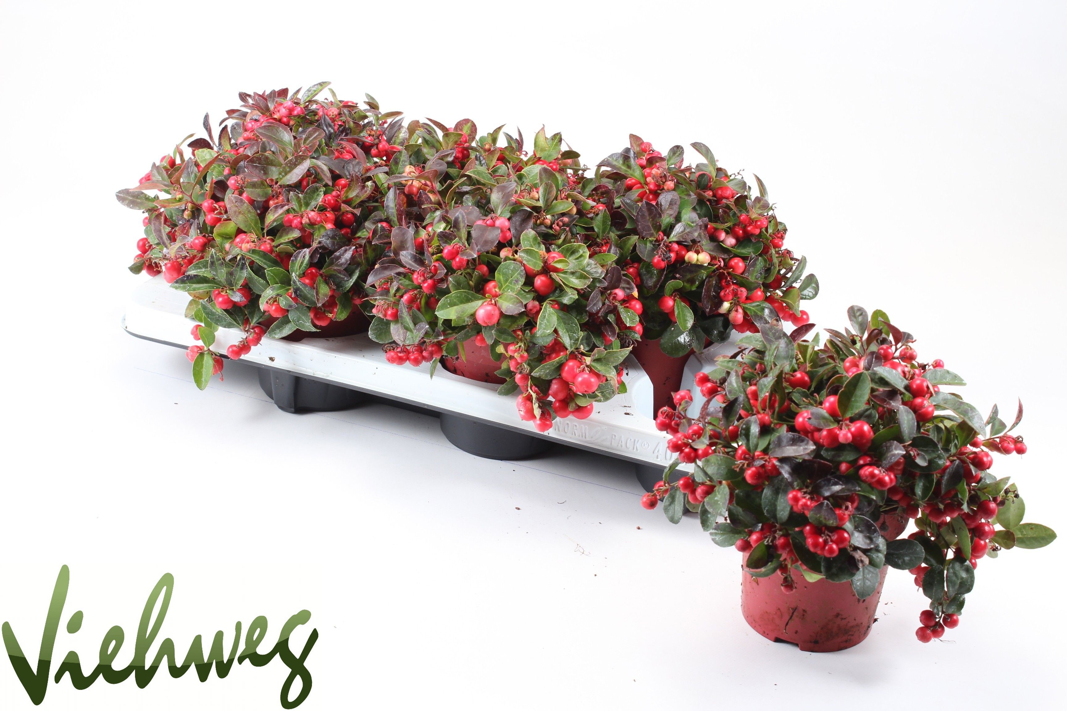 Gaultheria proc. Big Berry