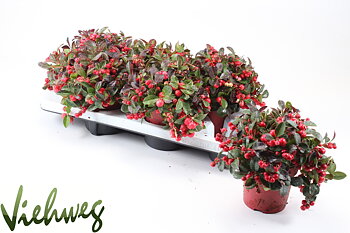 Gaultheria proc. Big Berry