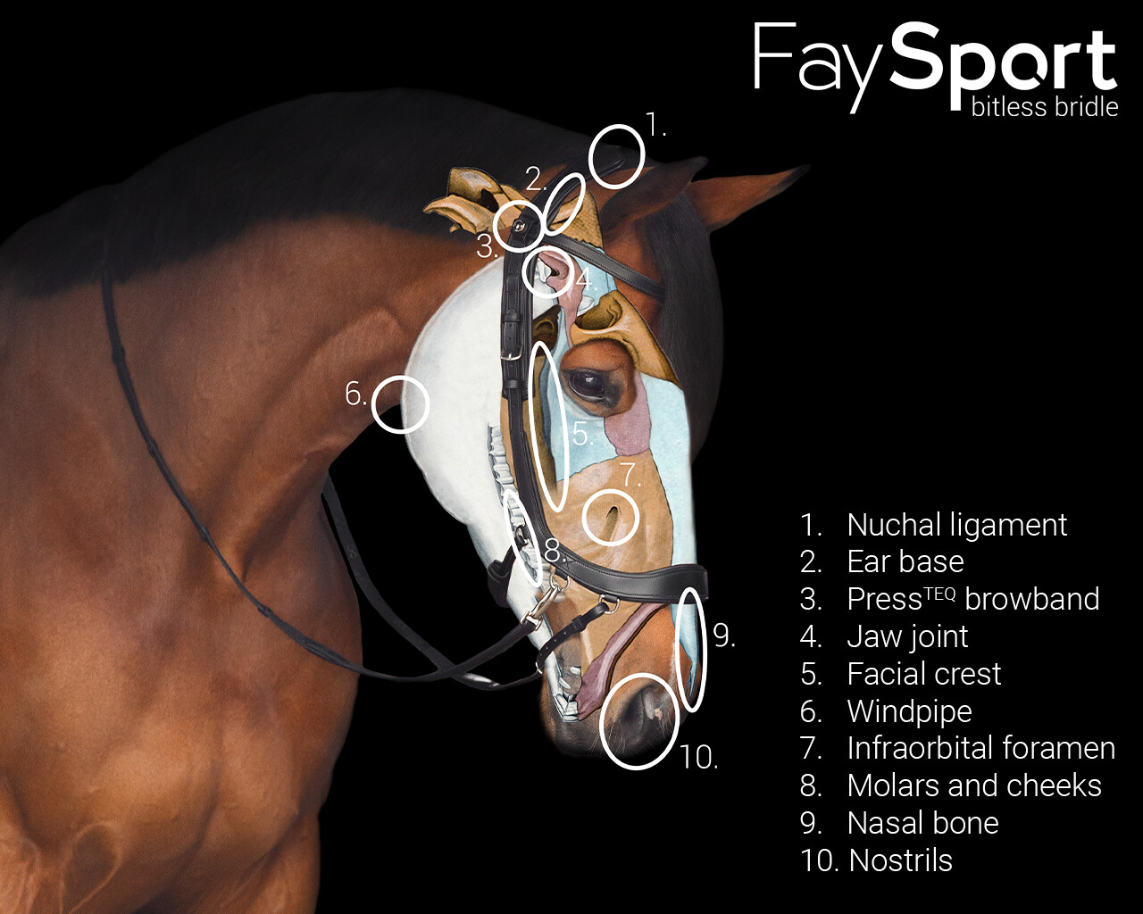 Bitless Bridle / Sidepull PresTEQ Faysport Anatomical, black - 8