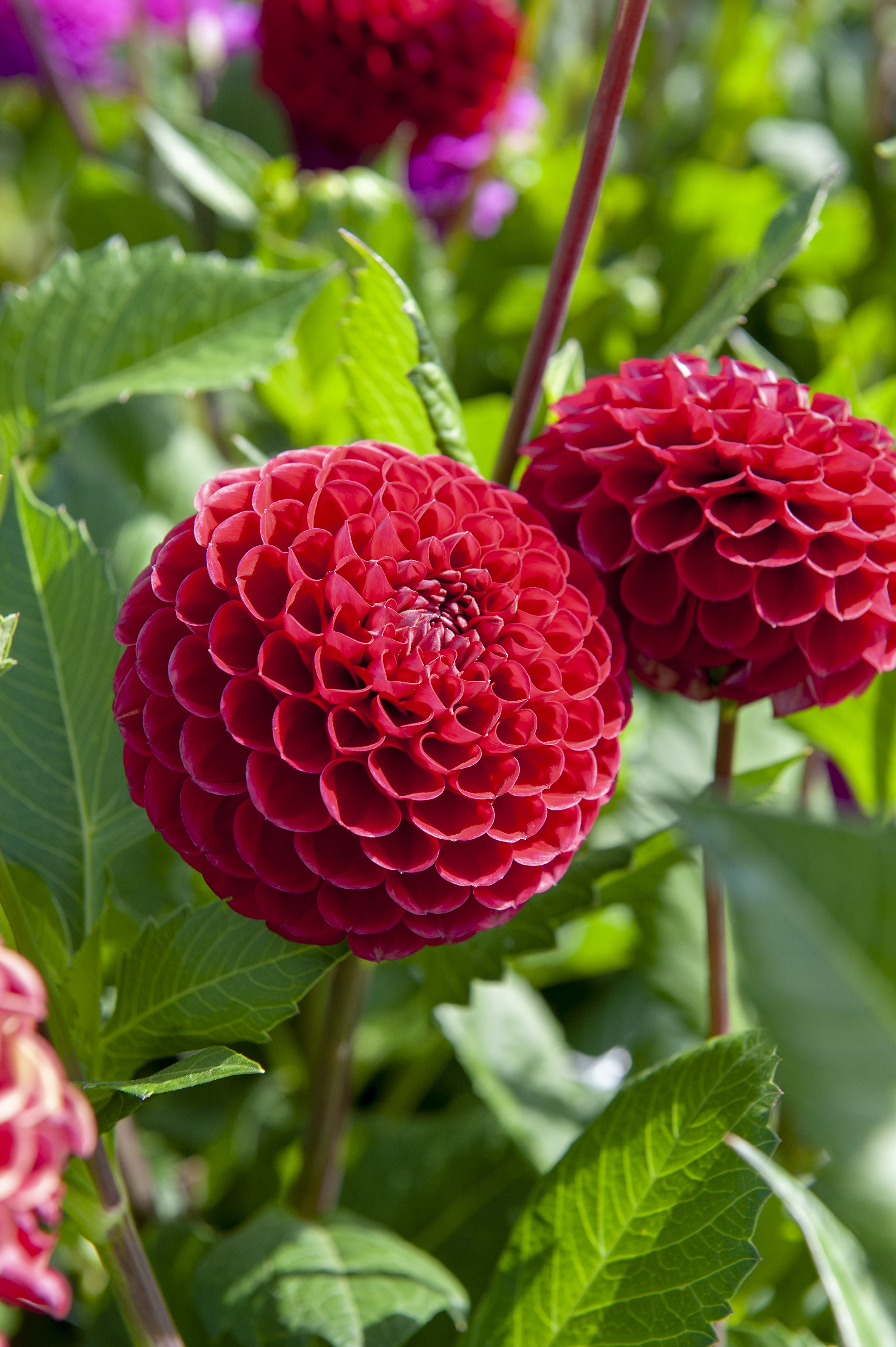 Dahlia knöl Cornel Boll Nyhet 2027!