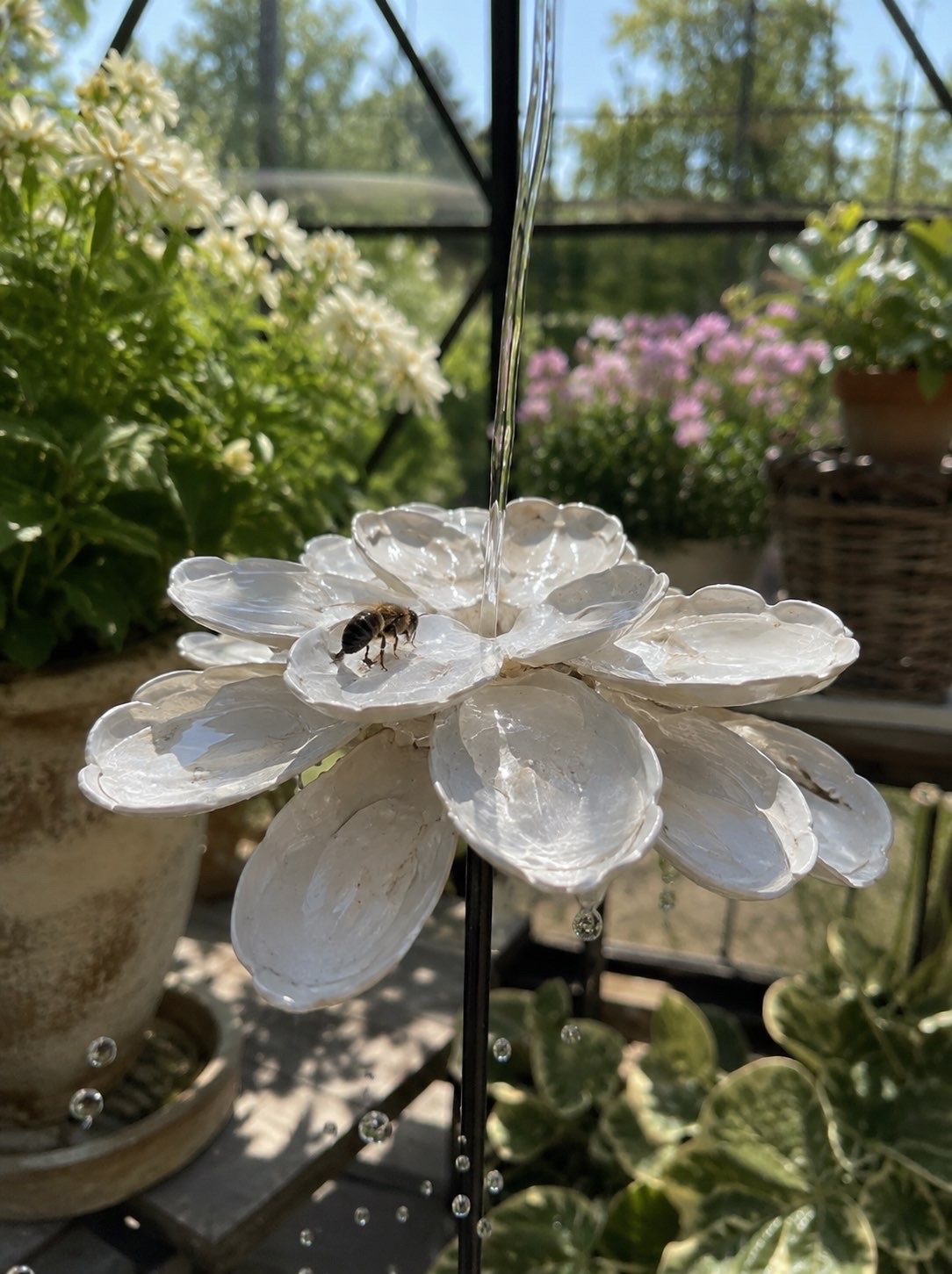 ostron: Naturblomma