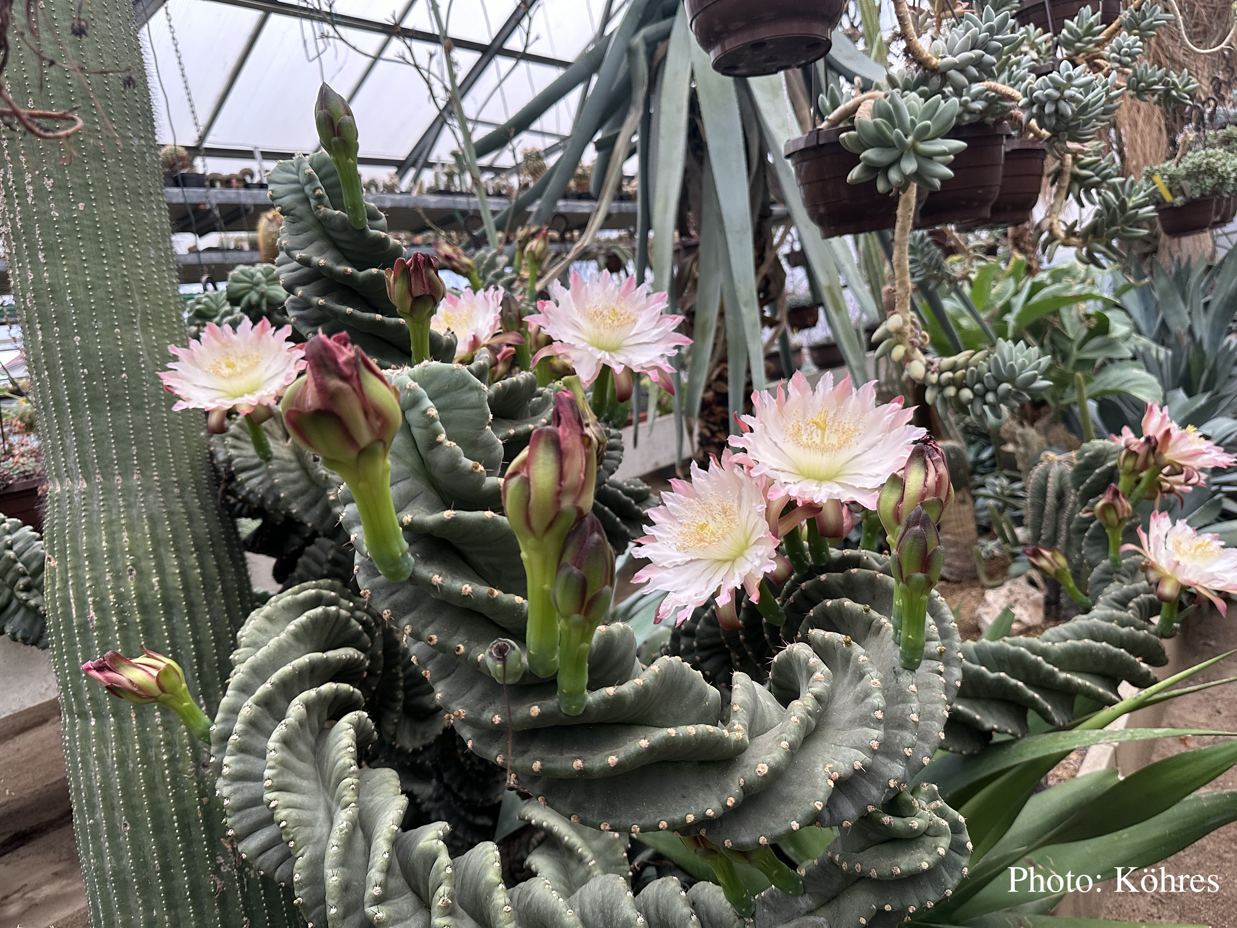 Cereus peruvianus 'screwdriver'