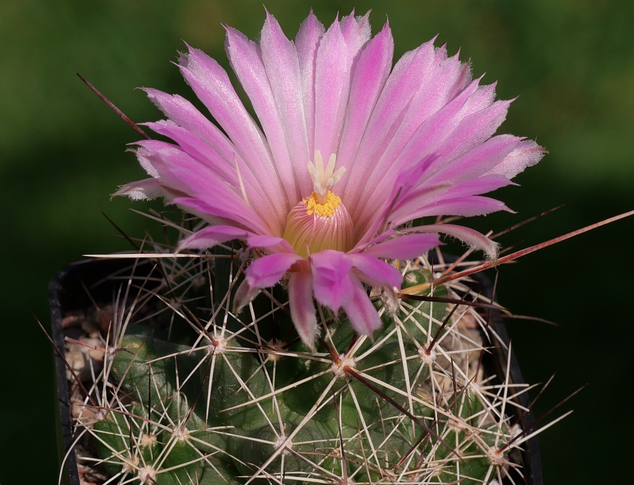 Coryphantha macromeris DJF 1353