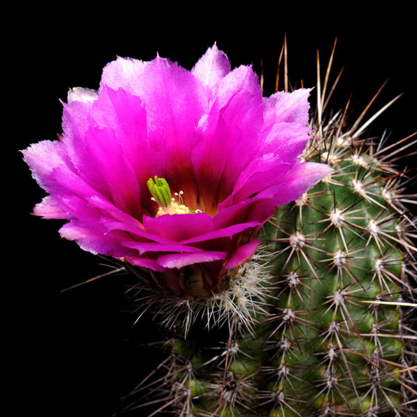 Echinocereus bonkerae (N. Globe, AZ)