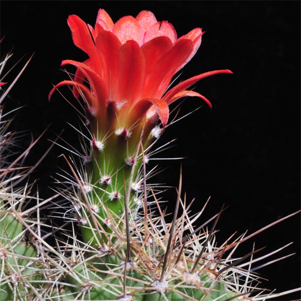 Echinocereus coccineus (Manzano mts, NM)