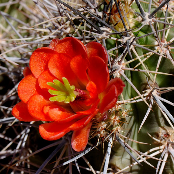 Echinocereus coccineus ssp. rosei (Pyramid Peak, NM)